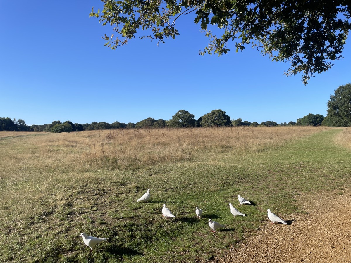 Connected to Values – A Stepladder to Stop Feeling&nbsp;Overwhelmed